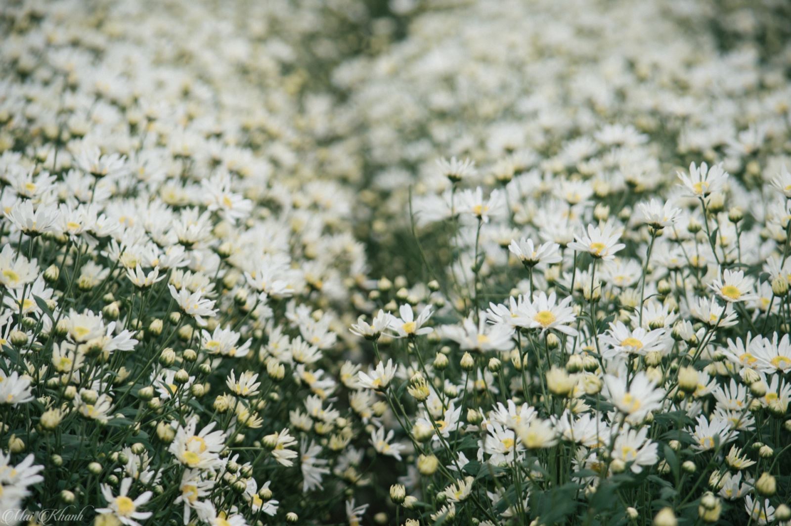 5 điểm chụp cục họa mi đẹp tại Hà Nội kèm giá vé năm 2020