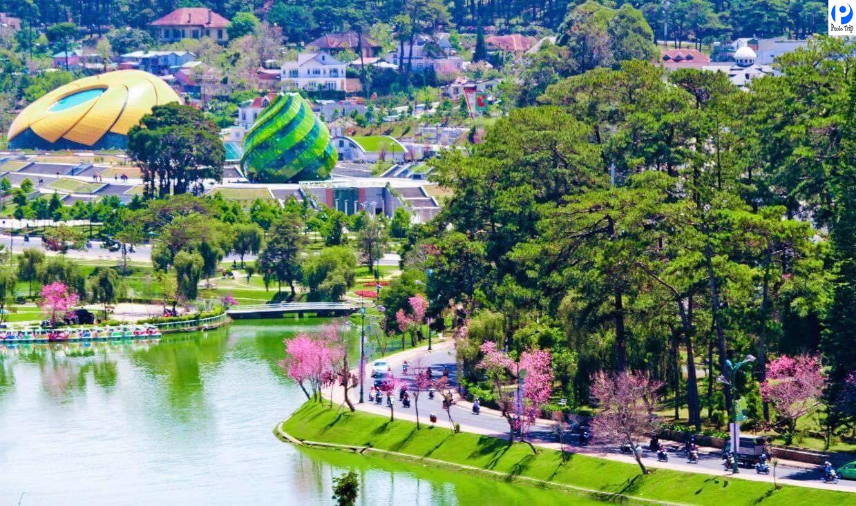 Hoa Mai Anh Đào - Đà Lạt 