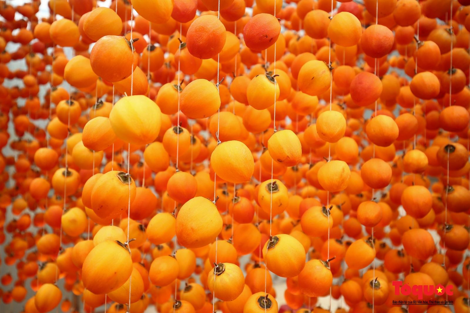 Hồng treo gió Đà Lạt 