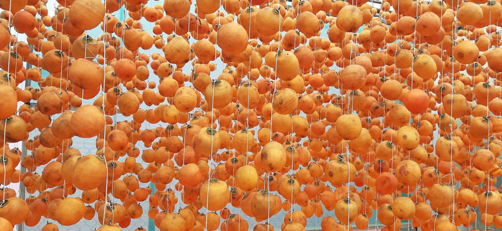 Hồng treo gió Đà Lạt 