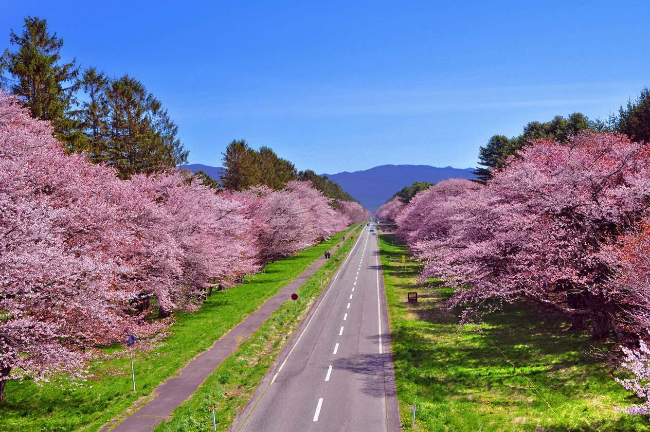 Hoa Mai Anh Đào - Đà Lạt