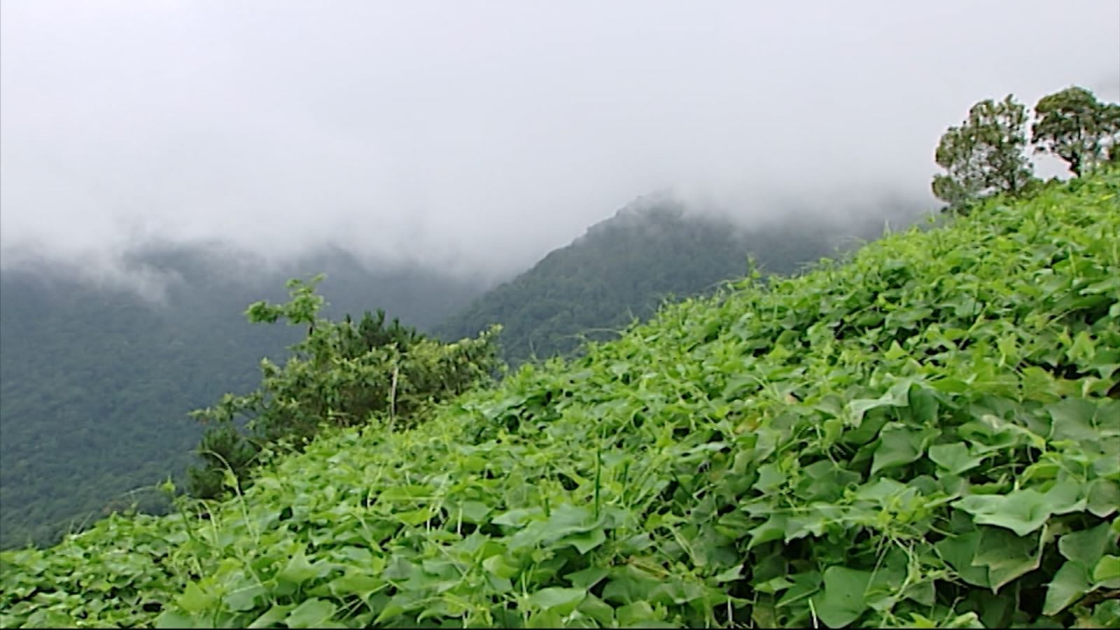 Những món ăn không thể bỏ qua khi ghé Tam Đảo