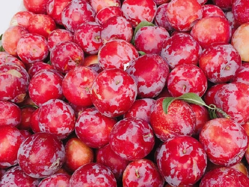 Hà Giang tháng 5 ngắm Hoàng Sù Phì mùa nước đổ