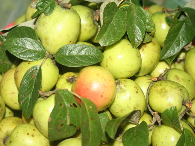 Hà Giang tháng 5 ngắm Hoàng Sù Phì mùa nước đổ