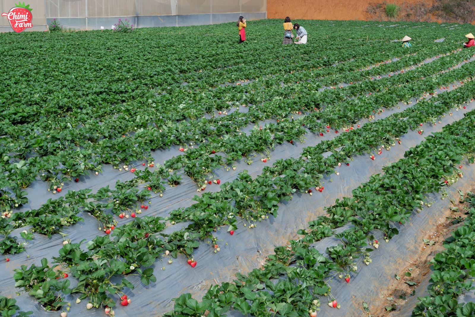 Khám phá trang trại dâu lớn nhất Mộc Châu