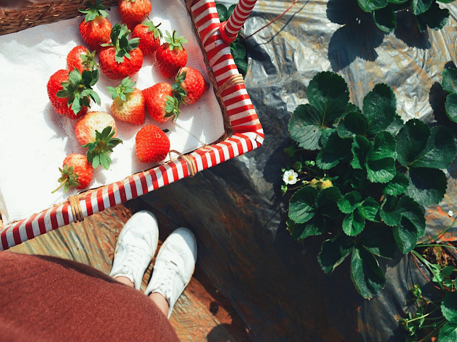 Khám phá trang trại dâu lớn nhất Mộc Châu