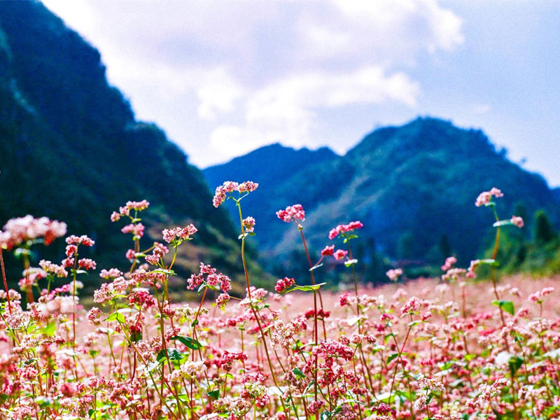 Hà Giang có gì mà khiến dân phượt đi hoài không chán?