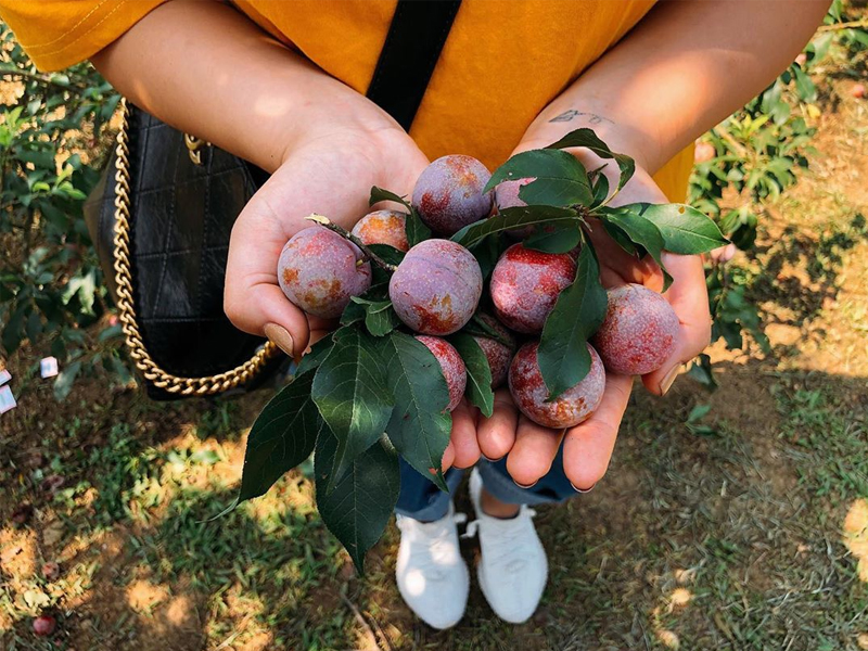 Ở đâu khi đến Mộc Châu mùa mận chín