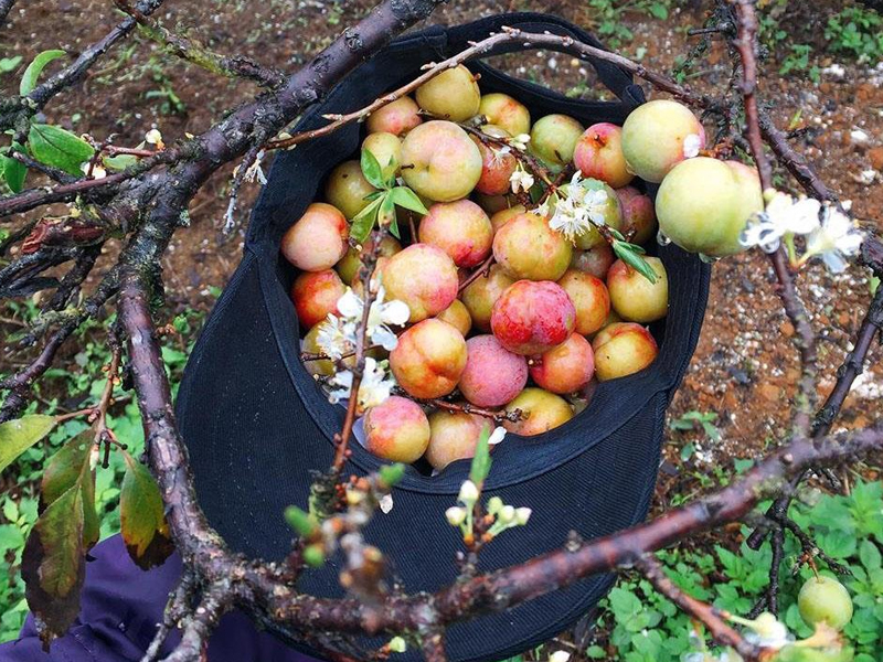 Háo hức hái mận tại Mộc Châu