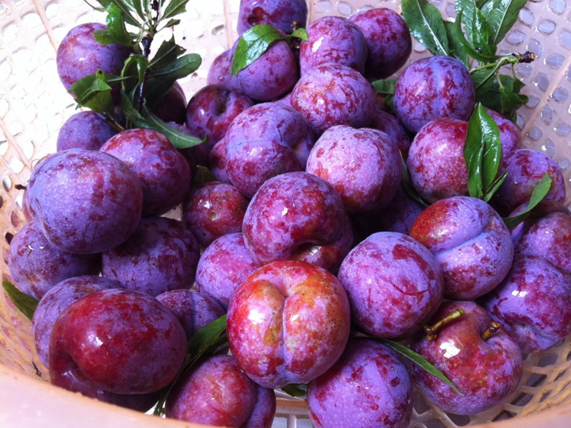 Háo hức hái mận tại Mộc Châu