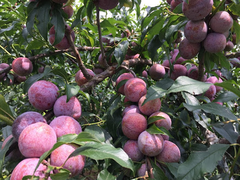 Háo hức hái mận tại Mộc Châu