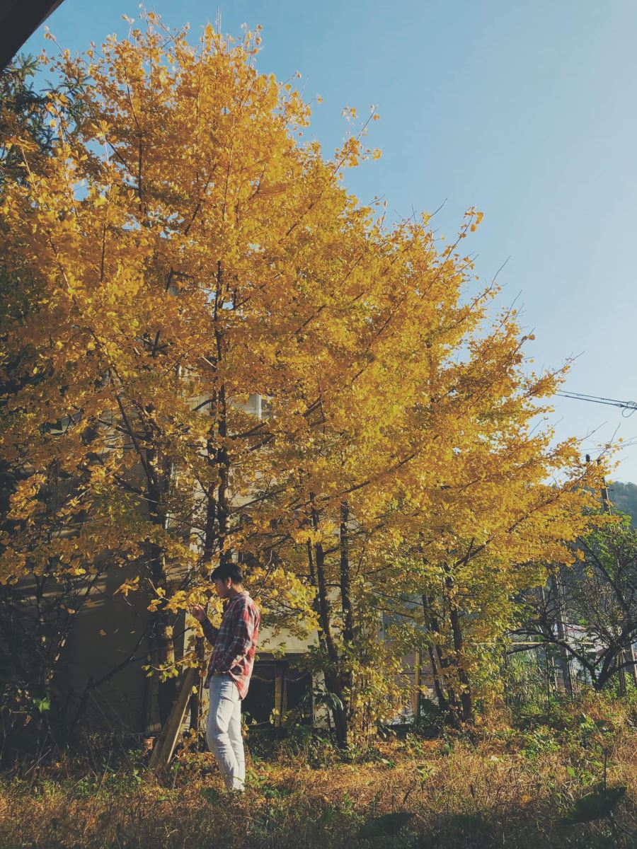 Chính thức xuất hiện điểm check in Cây ngân hạnh mới toanh tại Sapa