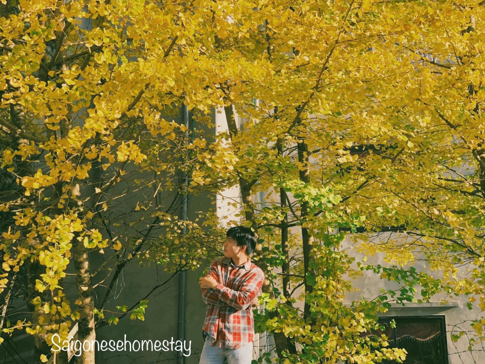 Chính thức xuất hiện điểm check in Cây ngân hạnh mới toanh tại Sapa