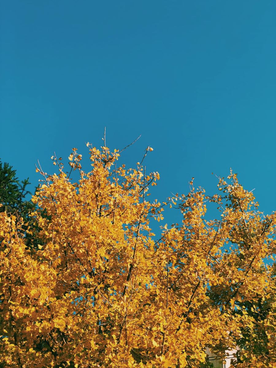 Chính thức xuất hiện điểm check in Cây ngân hạnh mới toanh tại Sapa