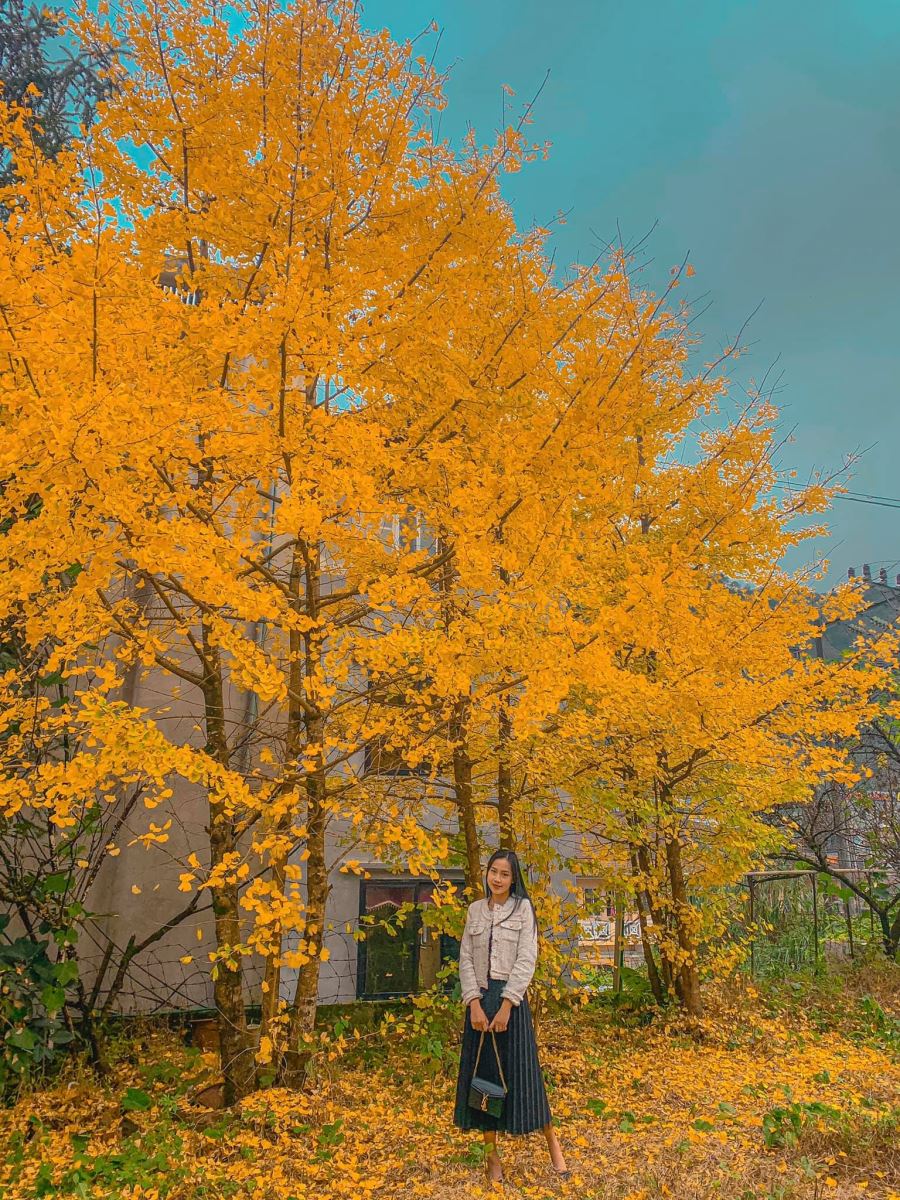 Chính thức xuất hiện điểm check in Cây ngân hạnh mới toanh tại Sapa