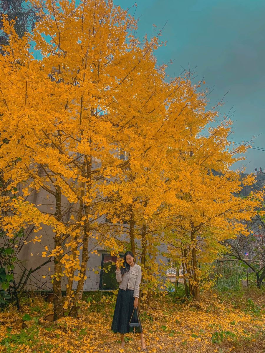 Chính thức xuất hiện điểm check in Cây ngân hạnh mới toanh tại Sapa