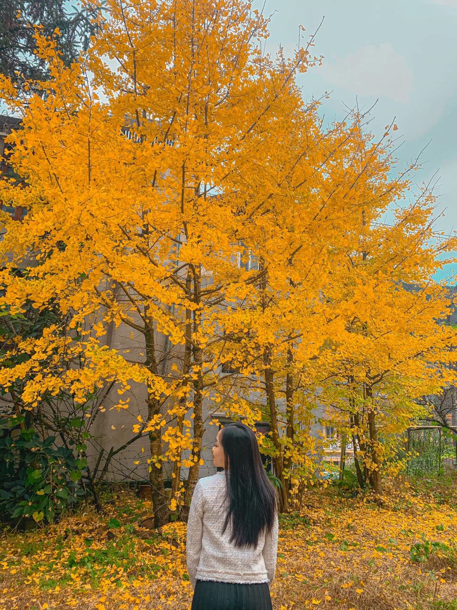 Chính thức xuất hiện điểm check in Cây ngân hạnh mới toanh tại Sapa