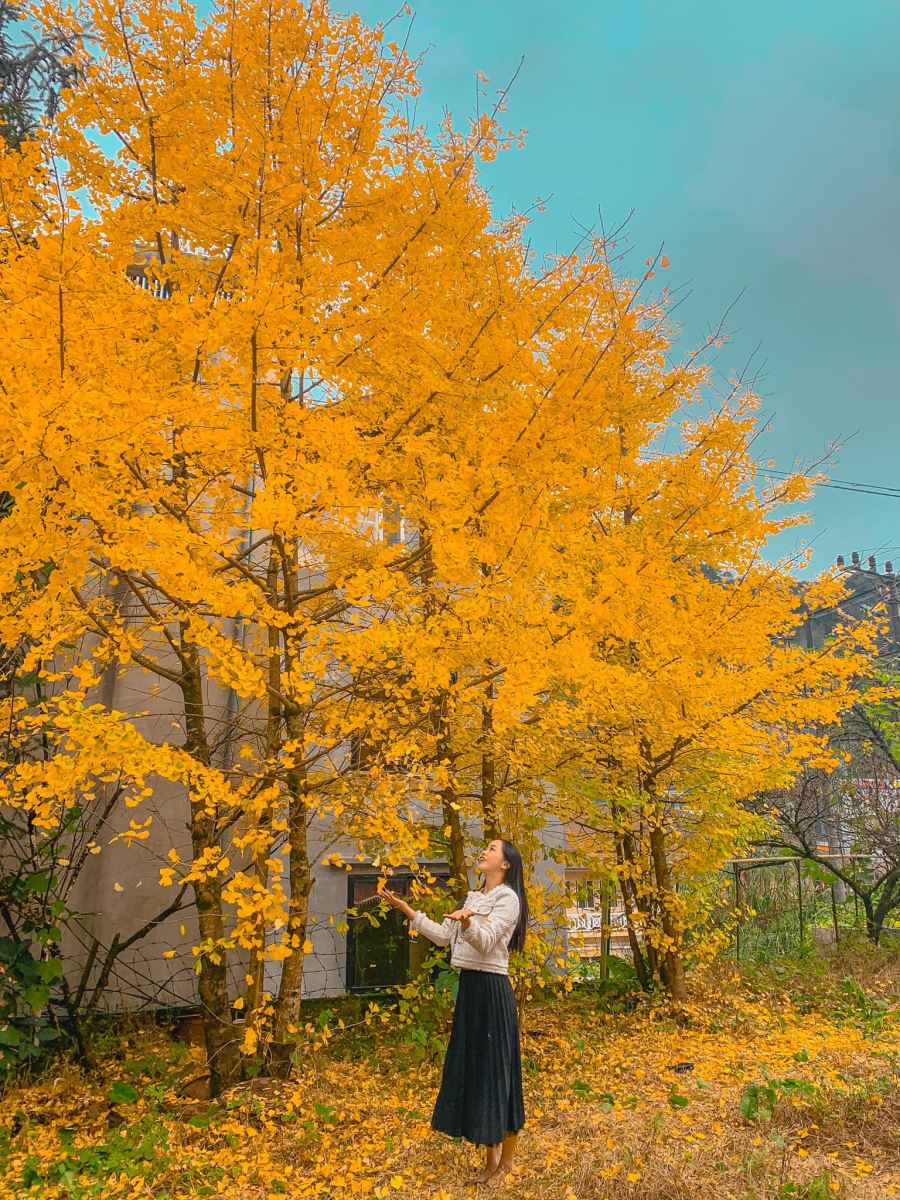 Chính thức xuất hiện điểm check in Cây ngân hạnh mới toanh tại Sapa