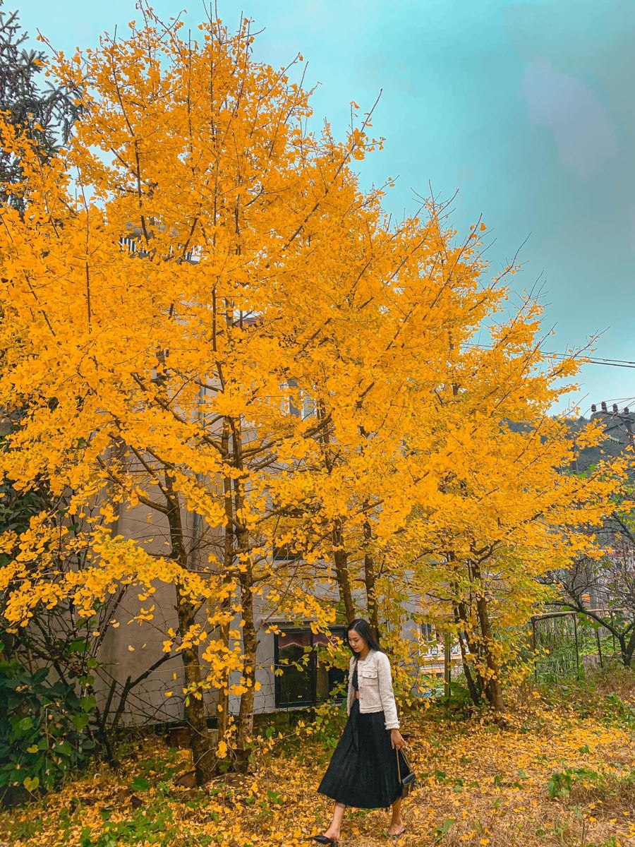 Chính thức xuất hiện điểm check in Cây ngân hạnh mới toanh tại Sapa