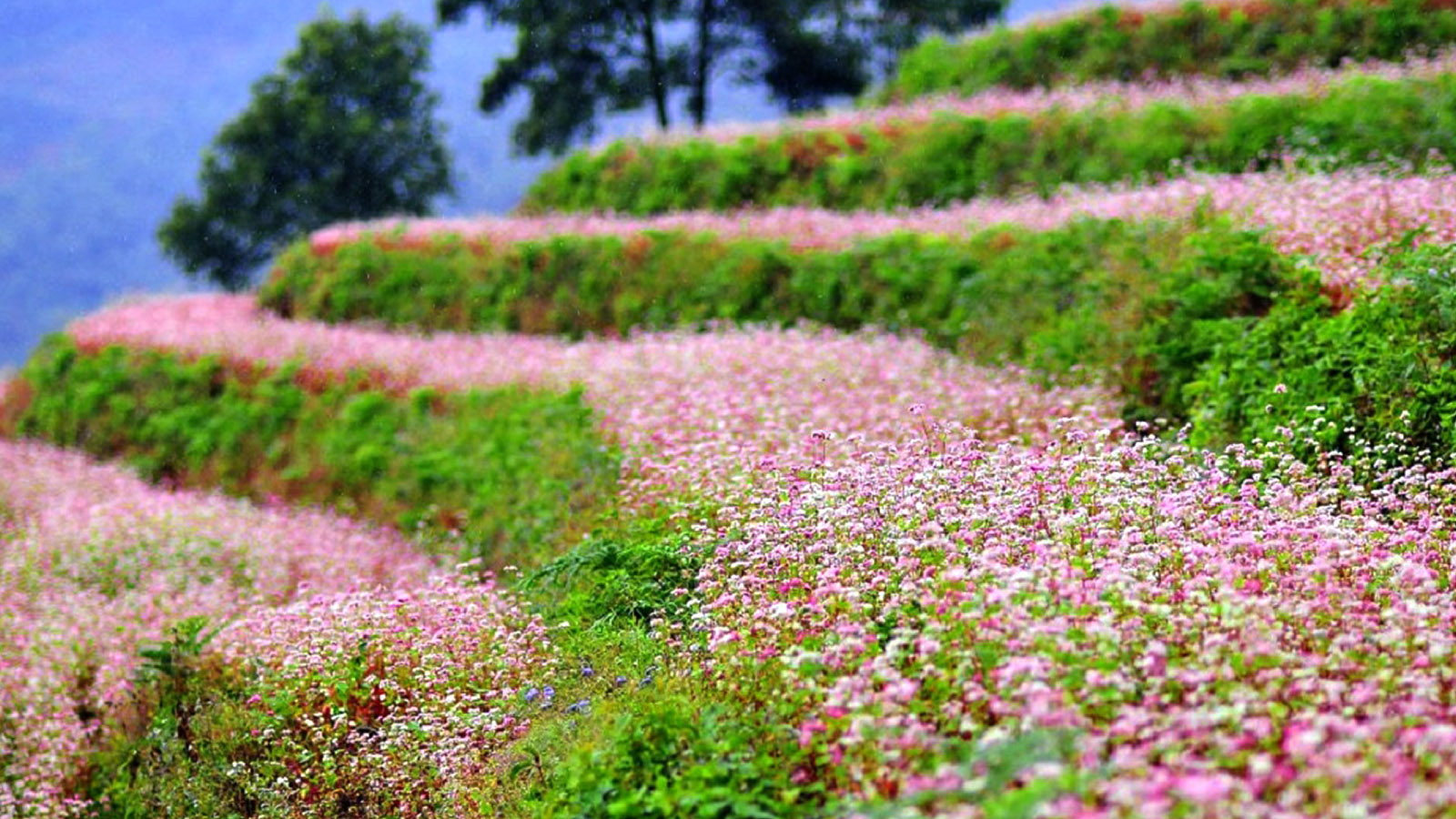 Du lịch Hà Giang tháng 11
