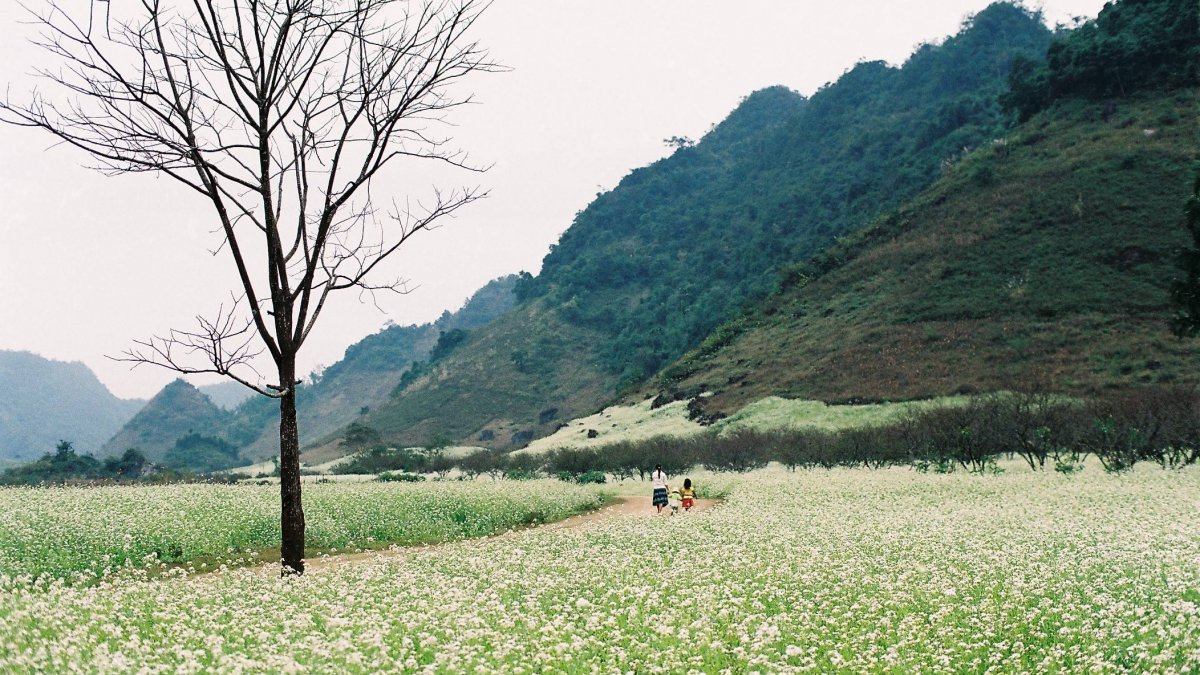 Du lịch Mộc Châu tháng 11